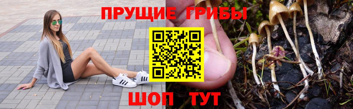 Псилоцибиновые грибы Psilocybine cubensis  Вход с VPN  Горно-Алтайск  Псилоцибиновые грибы Psilocybe 
